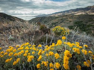 A view of yellow flowers in the foreground and coastline in the background.