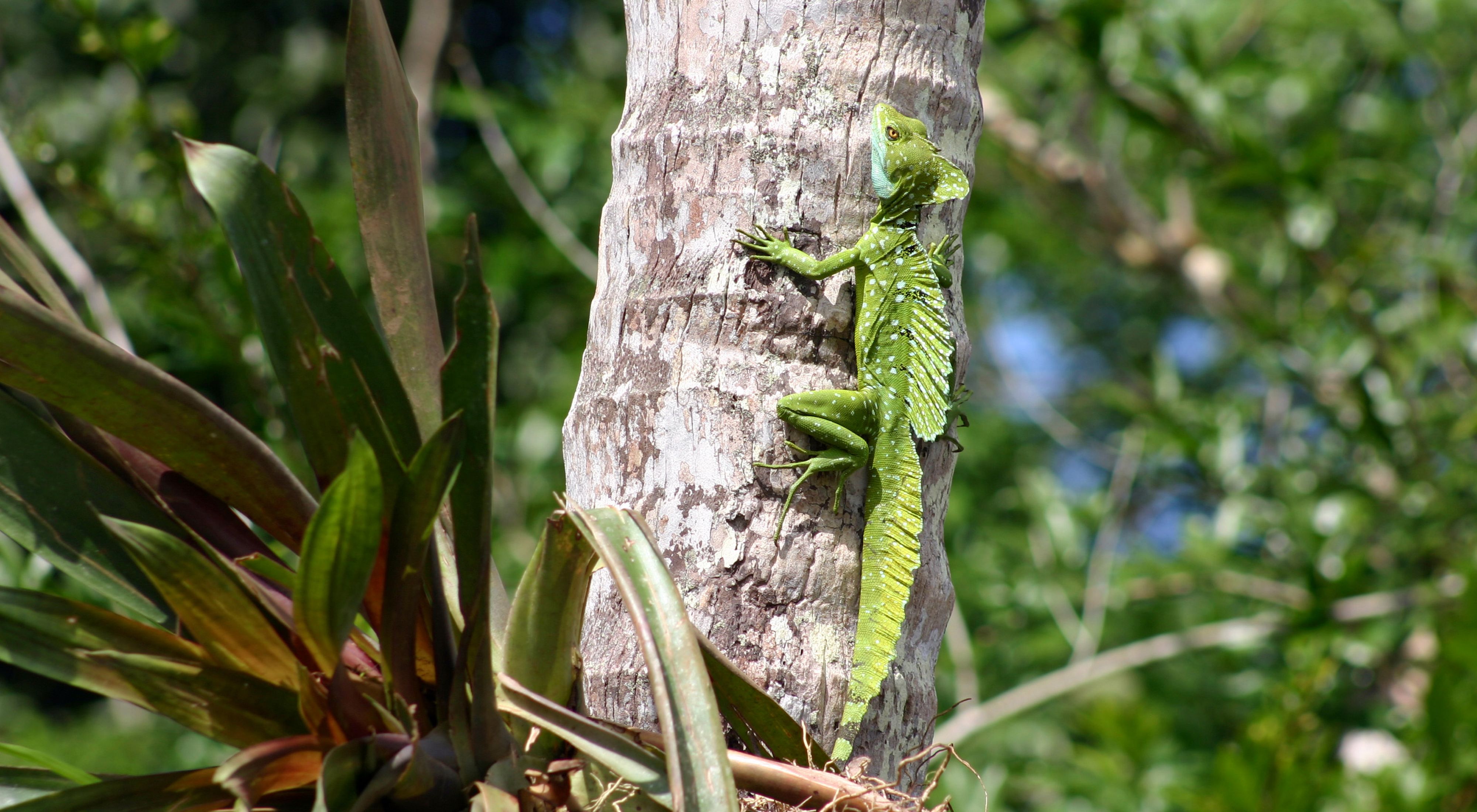 A reptile on a tree trunk.