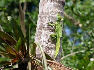  A polka dotted, green basilisk lizard clings to a tree trunk in the Rio San Juan wetlands of Nicaragua. 