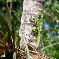 Green Basilisk Lizard climbs a tree