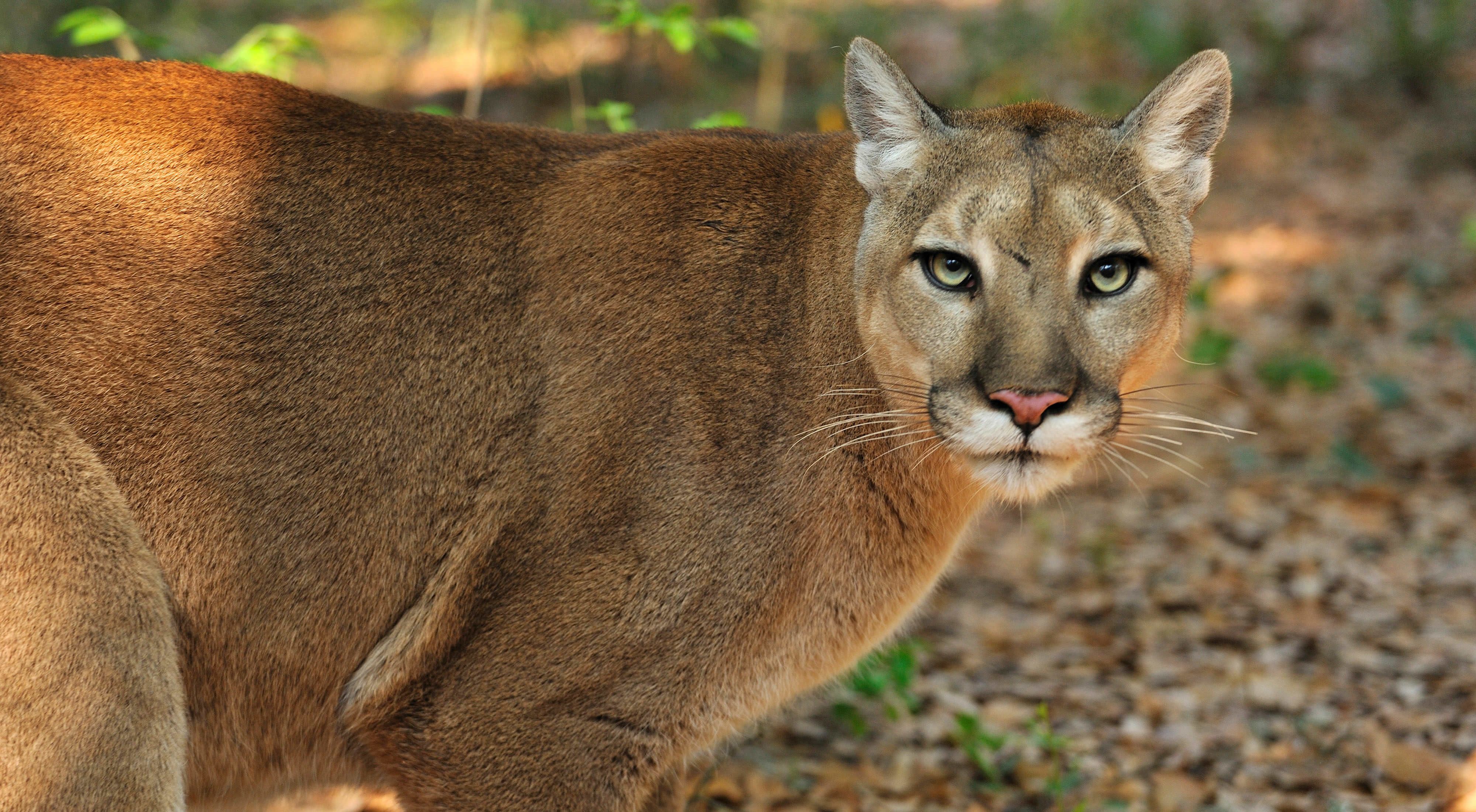 Puma The Nature Conservancy