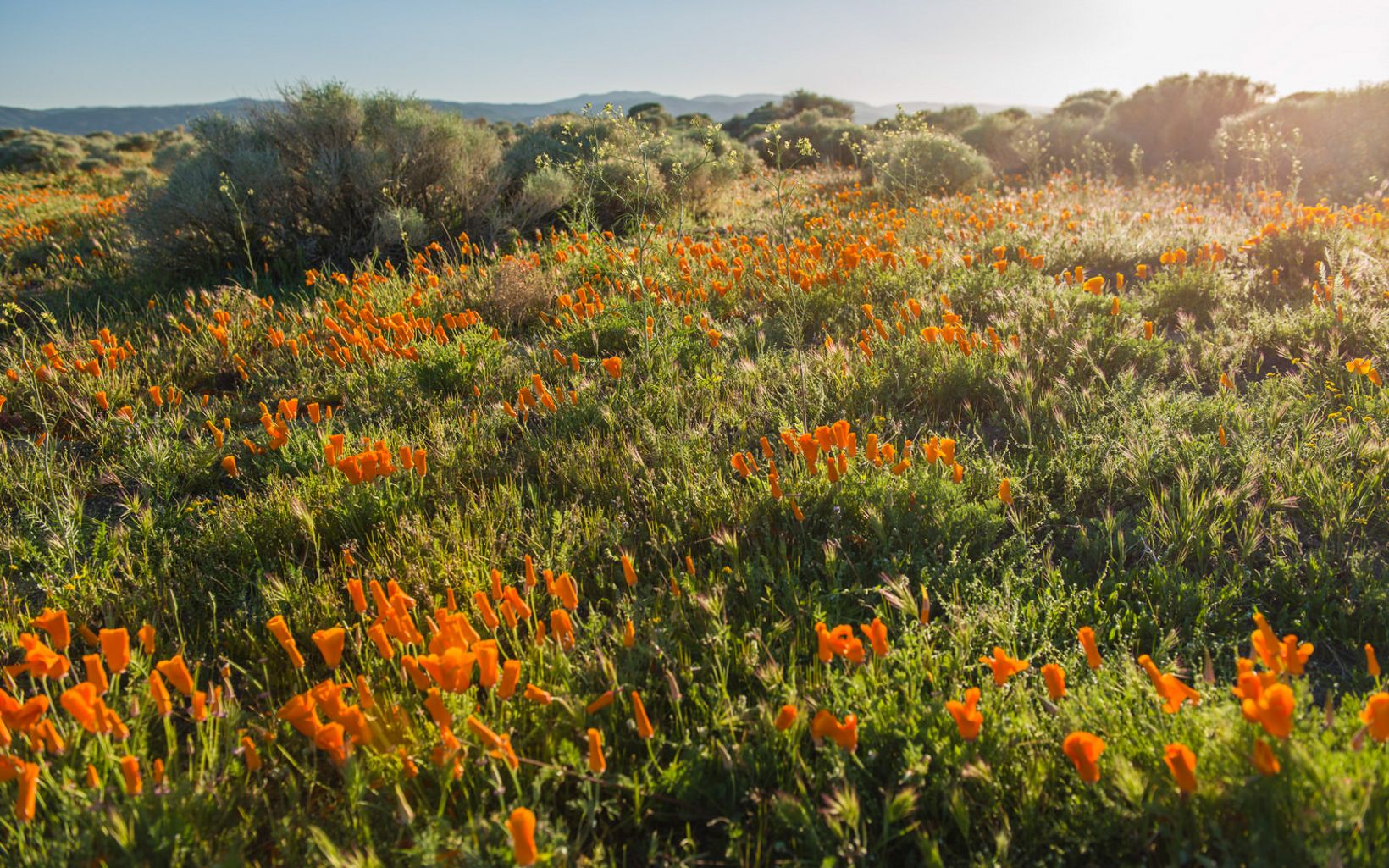 PROTECT NATURE Siting renewable energy in the right places can protect important natural landscapes like these carpets of orange poppies at the Antelope Valley California Poppy Reserve. © Dave Lauridsen