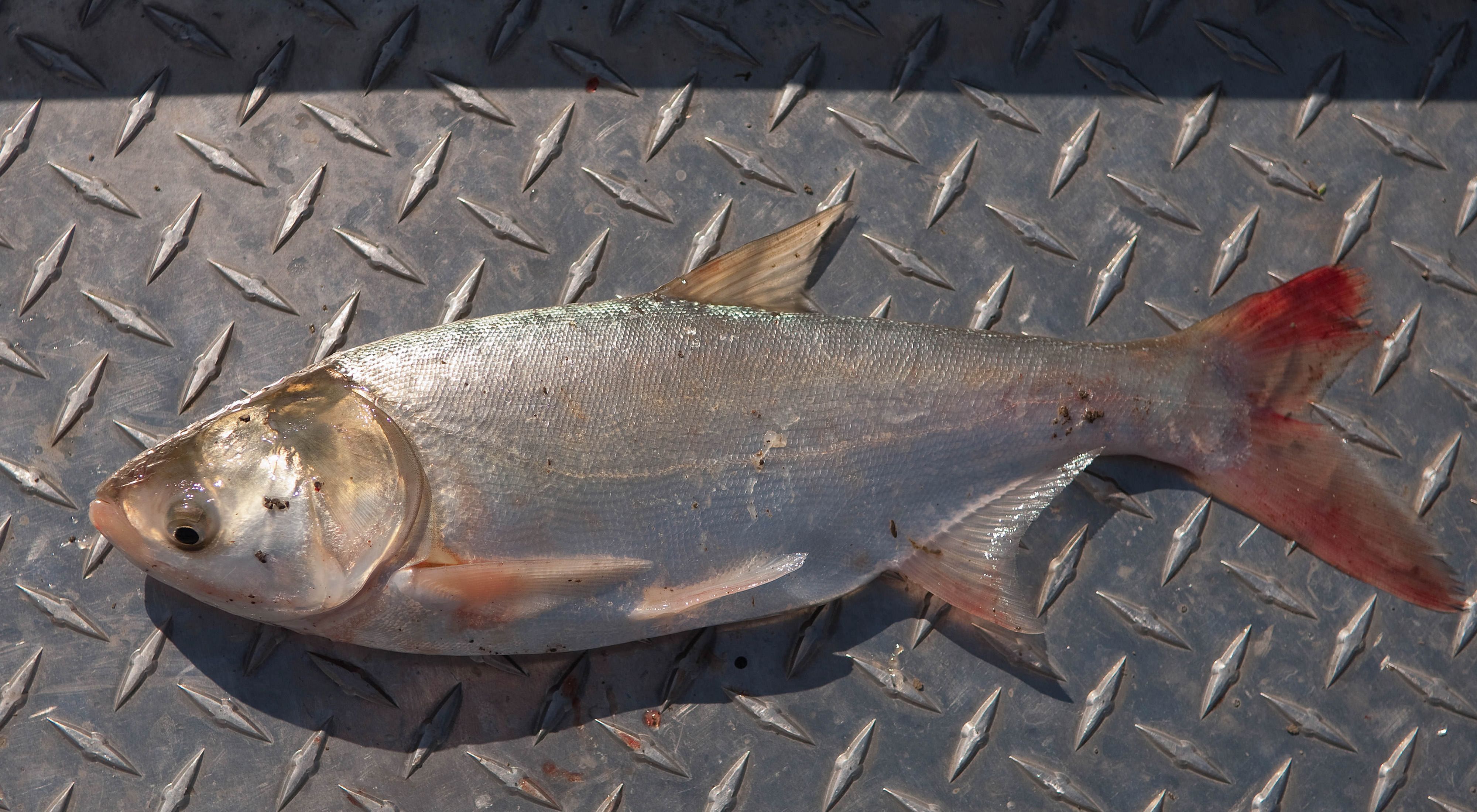 Closeup of a large asian carp on the deck of a boat.