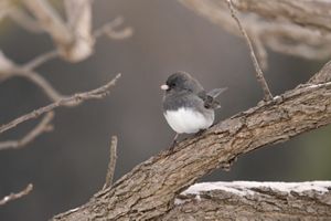 Dark-eyed junco, a small gray bird with a white belly.
