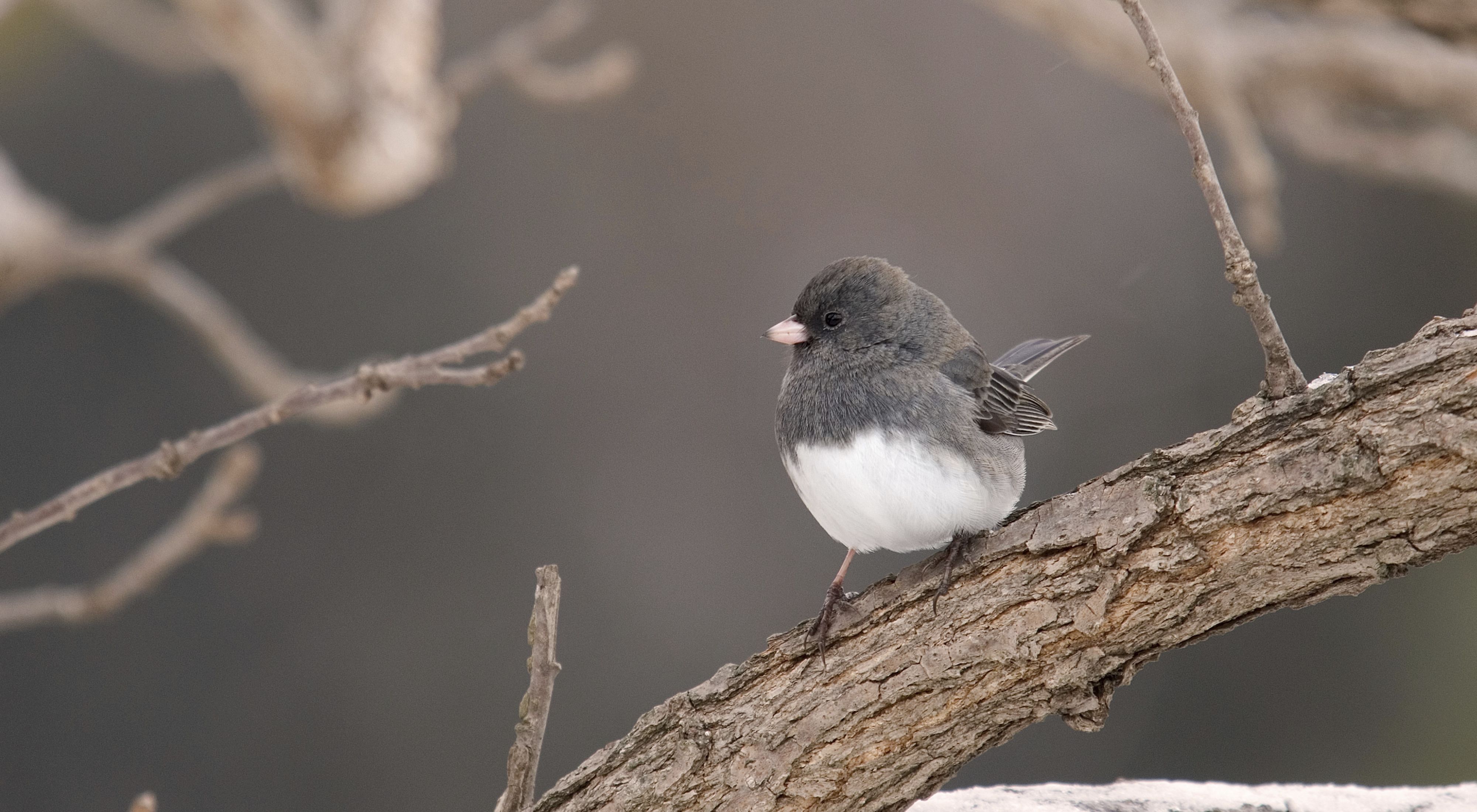 A dark-eyed junco sits on snow-covered branch.