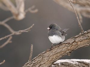 A small grey and white birds sits on a snowy branch. 