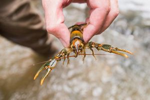 A red and black crawfish is held between two of a person's fingers.