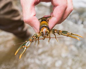 at the Cahaba River in Alabama, while studying species health and richness.