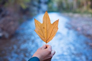 Person holding an autumn leaf.