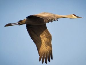 Closeup of a sandhill crane flying in the sky.