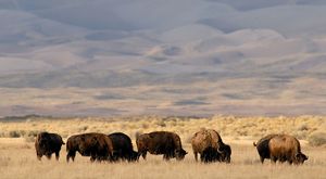 Small herd of adult bison in the foothill of Colorado.