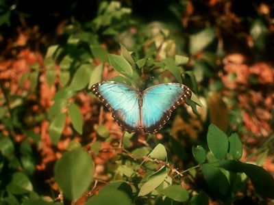 A blue morpho butterfly lights on rainforest vegetation in the Calakmul Biosphere Reserve, Mexico.