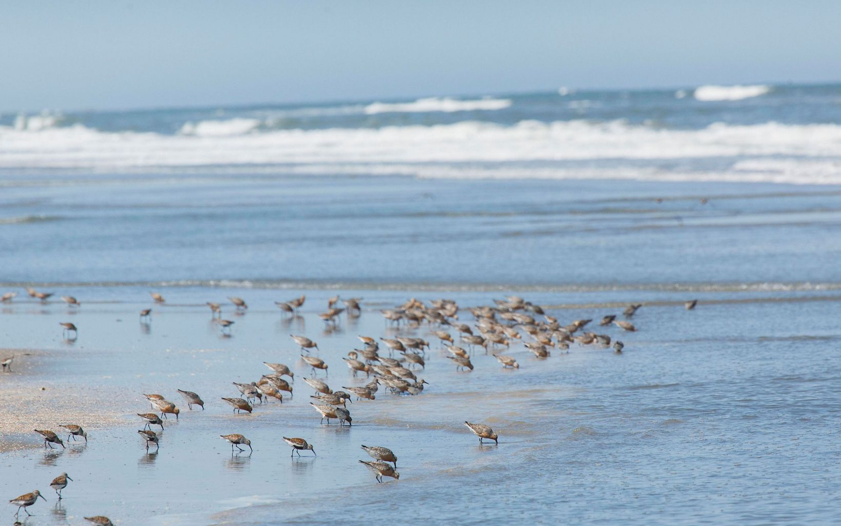 Small brown and white shorebirds poke their beaks into the sand at the edge of the Atlantic Ocean while water from the receding waves swirls around them.
