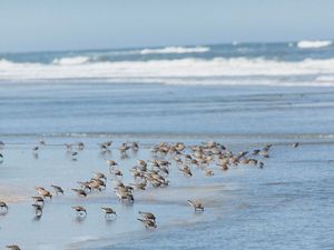 A flock of red knot birds feeding in the surf at the edge of beach with rolling white capped waves in the background.
