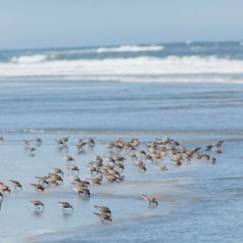 A large group of small brown shorebirds feeding by sticking long beaks into the sand at the edge of the ocean.