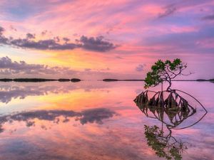 Lone mangrove at sunset in Florida Keys.