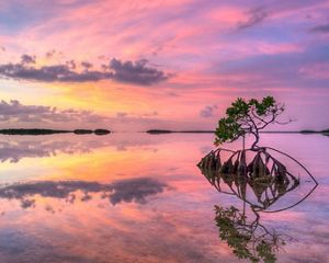 Lone mangrove in shallow water at sunset in the Florida Keys.