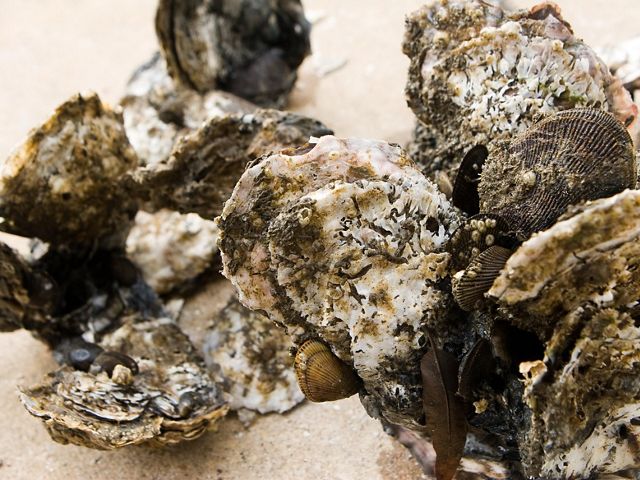 A cluster of oysters (Crassostrea virginica)