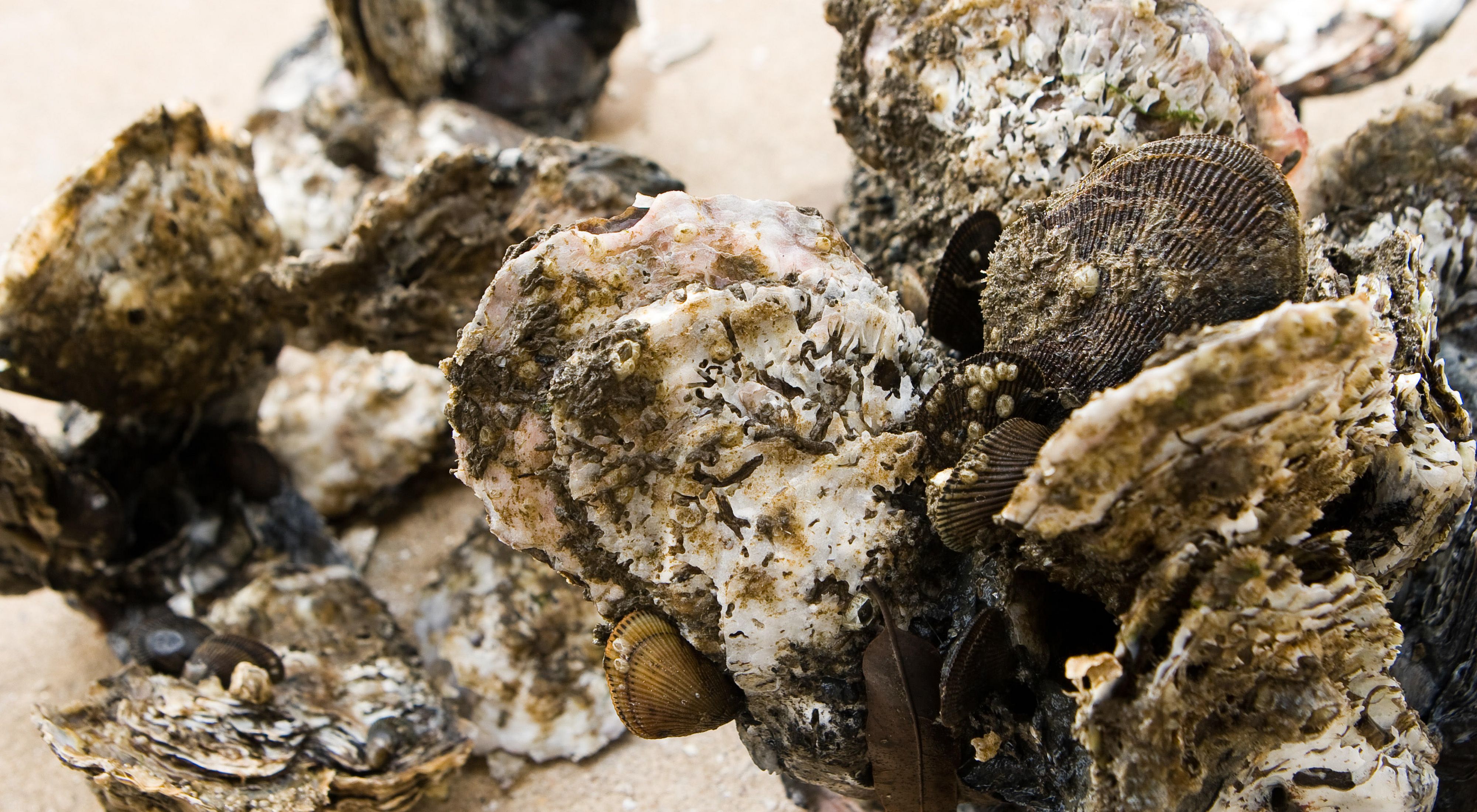 Close up view of a large clump of oyster shells. The surface of the grayish white shells are rough and pitted and dotted with the shells of other small sea creatures.