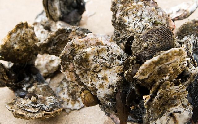 Oysters grow in clusters to form great reefs, protecting themselves from predators and providing habitat for other species.