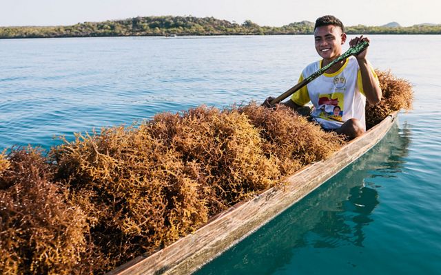 Seaweed harvesting in farms off the coast of Placencia Village, Belize.