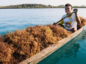 Image of a young man in a traditional boat, harvesting seaweed in Belize.