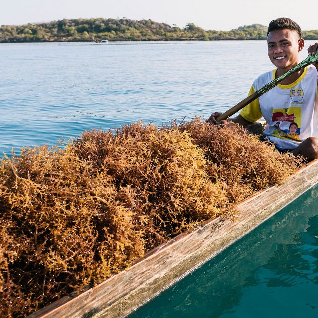 Harvesting seaweed in Belize