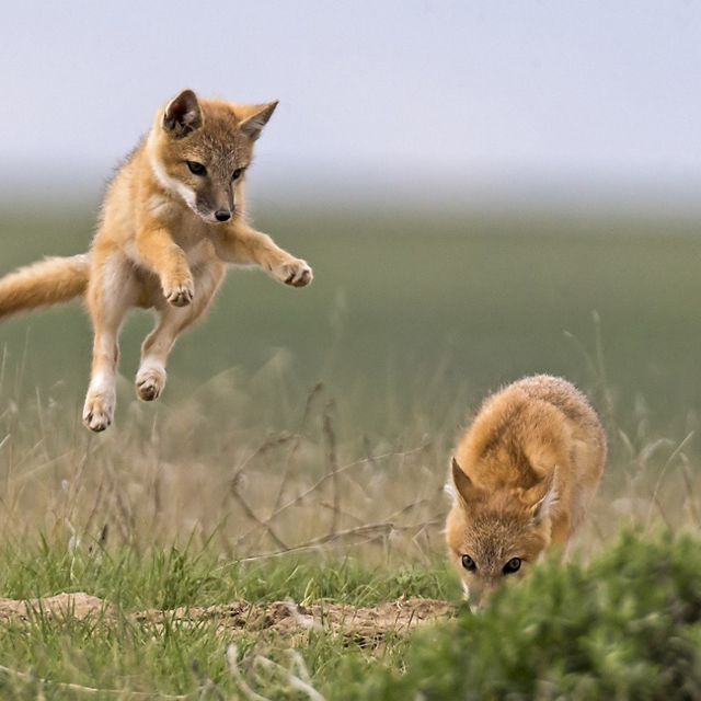 Young foxes play on a grassland.
