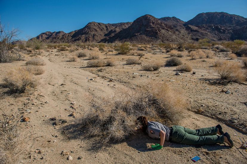 A researcher lays flat on the ground in Joshua Tree and reaches under a pile of dry brush to place a transmitter on a desert tortoise.