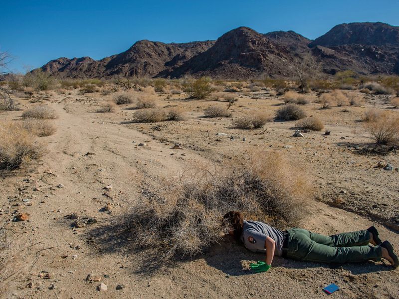 A researcher lays flat on the ground in Joshua Tree and reaches under a pile of dry brush to place a transmitter on a desert tortoise.