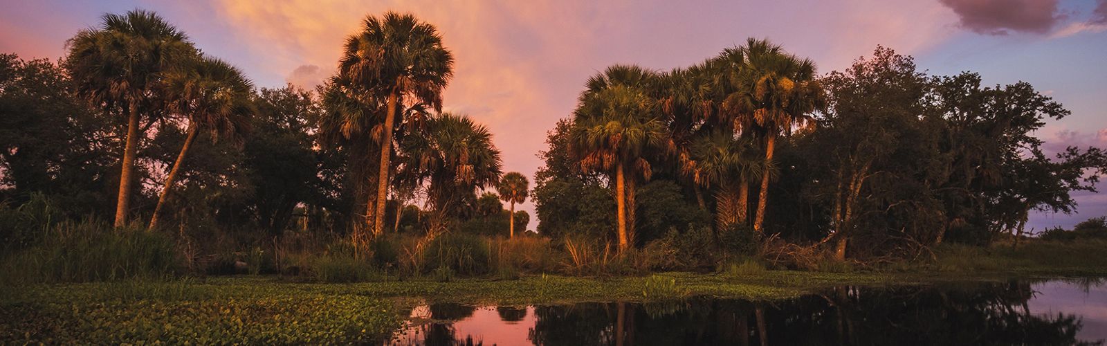 Sunsets over Florida ranchland with palms and a pond.
