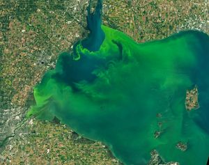 Aerial image of harmful algal bloom in Western Lake Erie Basin.