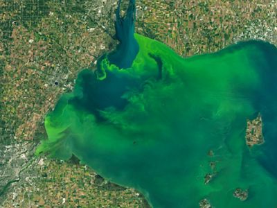 An aerial view of a bright green harmful algal bloom in the western Lake Erie basin.