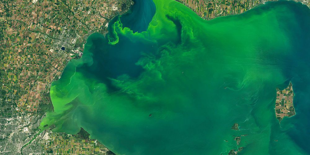 Satelite image showing algal bloom on a lake.