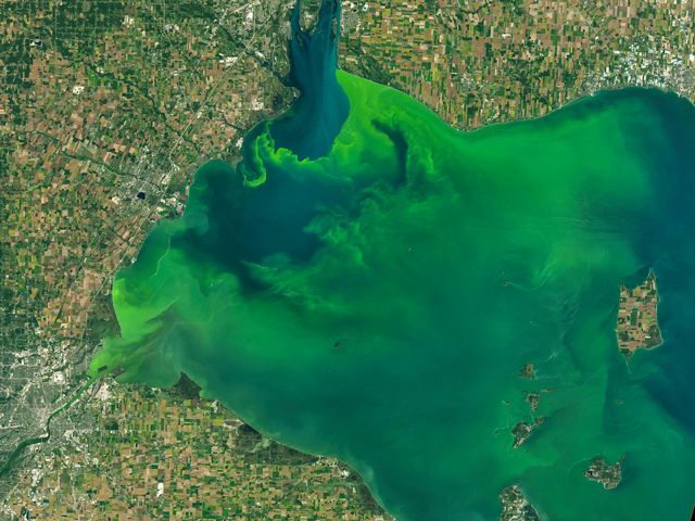 An aerial view of the Western Lake Erie Basin with the green algal bloom spreading across the blue waters.