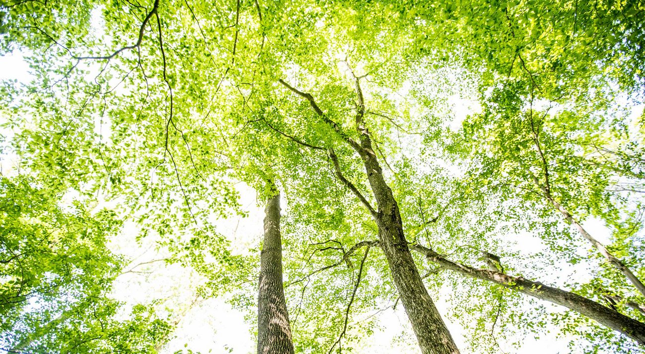 Looking up from the ground through a tree canopy of spring green leaves.