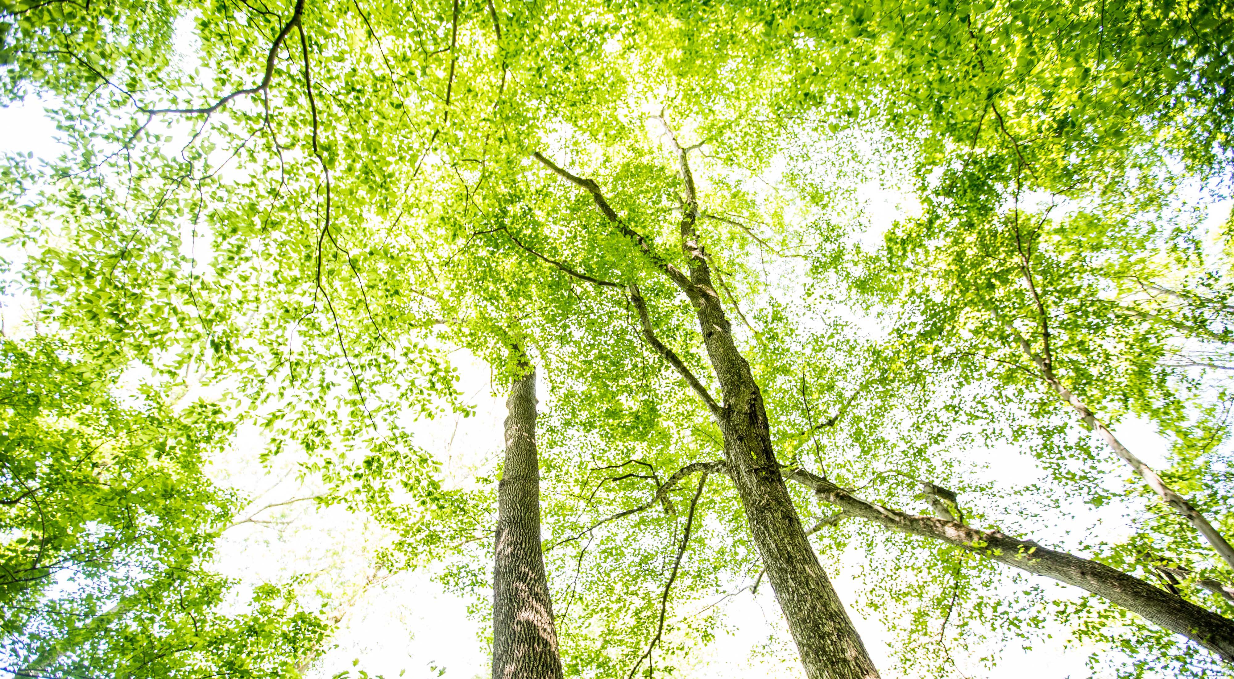 Looking up from the ground through a tree canopy of spring green leaves. 