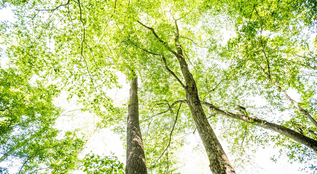 View of a blue sky through a lush green tree canopy.