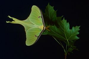 What do deals luna moths eat