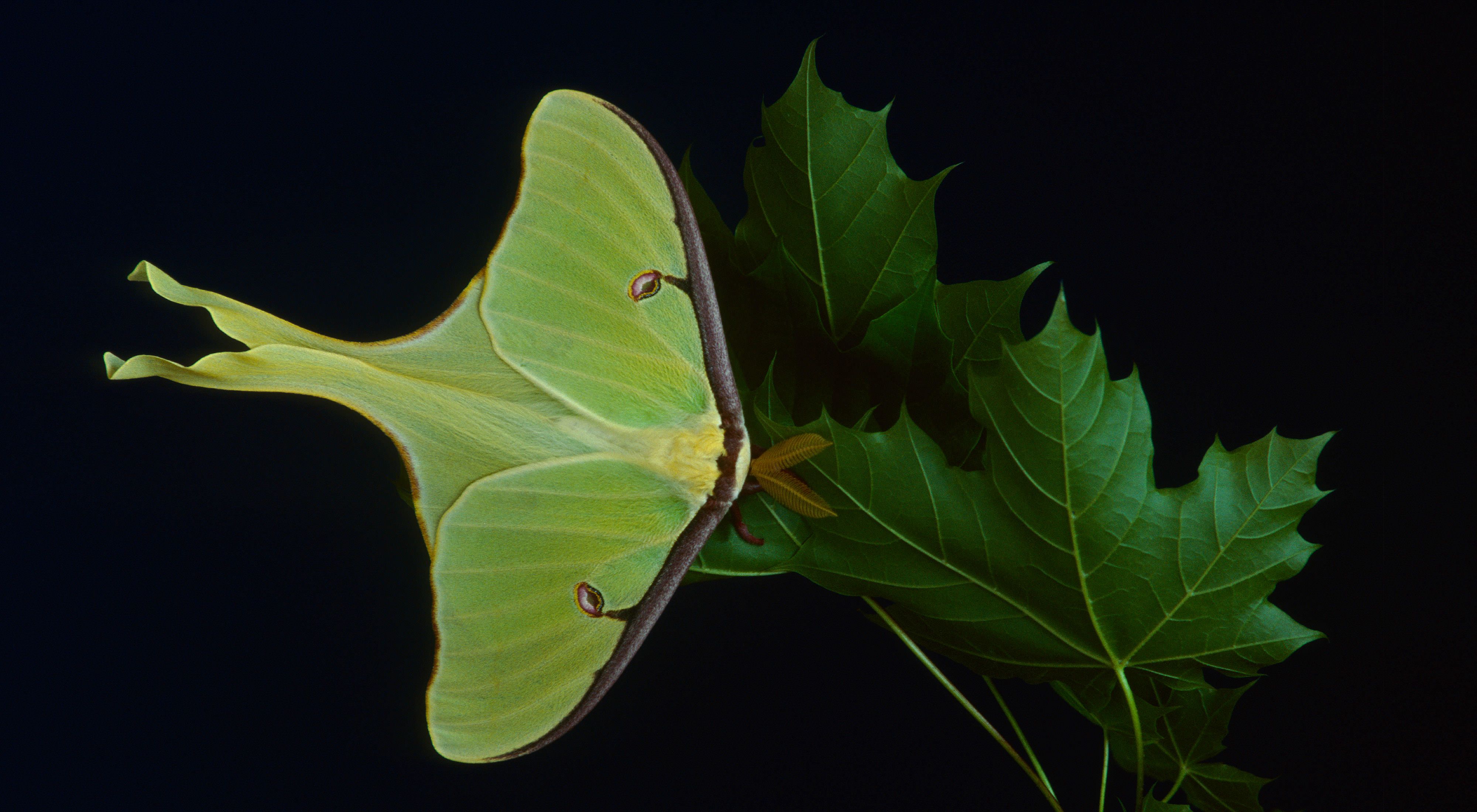 a green moth on a leaf against a black background