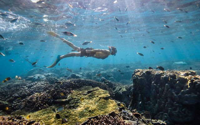 A snorkeler swims above a variety of coral.