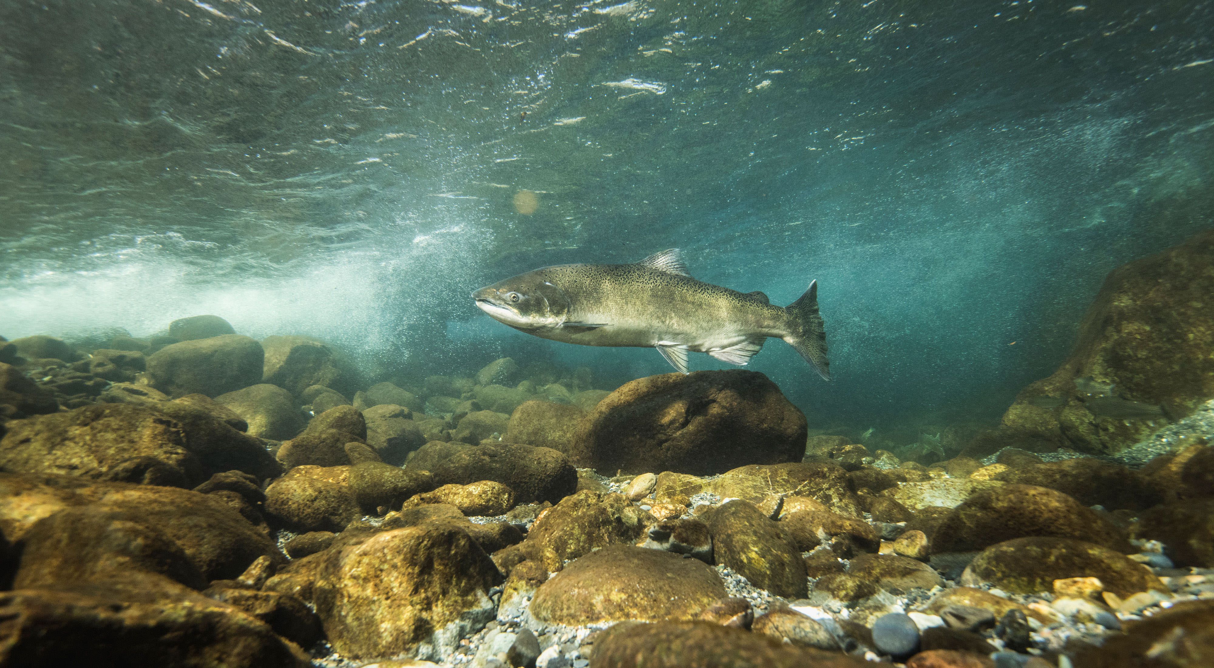 Underwater photo of a chinook salmon (Oncorhynchus tshawytscha in Blue Creek, a tributary of the Klamath River in
northern California.