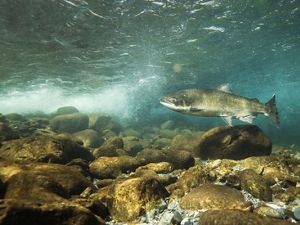 Underwater view of a single chinook salmon swimming in a shallow river among rocks.