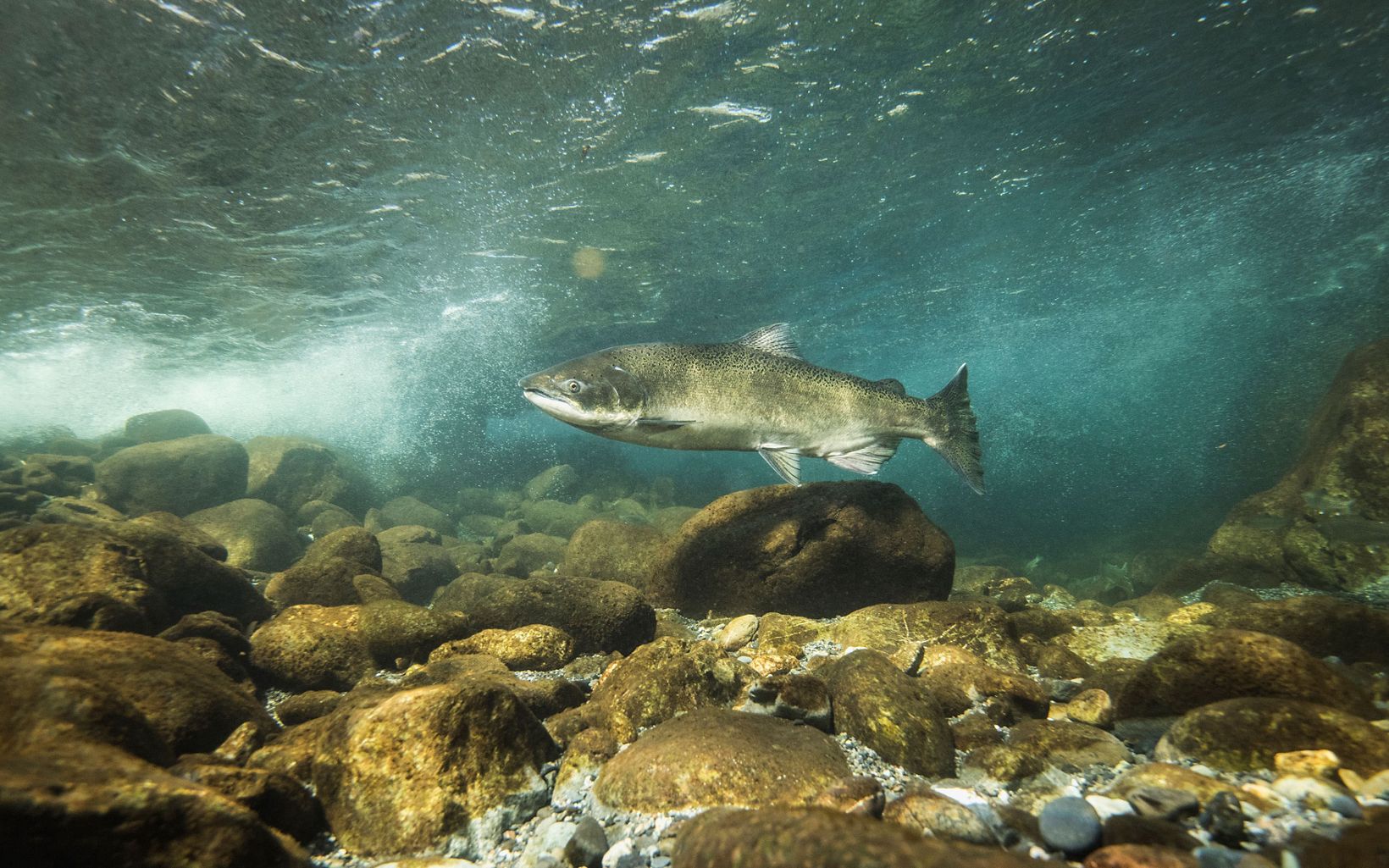 underwater view of a salmon swimming over rocks