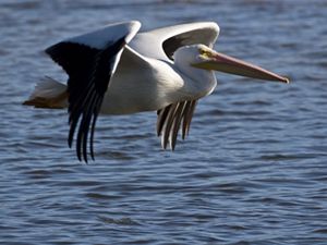 American white pelicans (Pelecanus erythrorhynchos) flying over Florida wetlands.