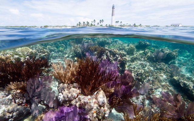 Una vista dividida entre un arrecife sumergido y un faro fuera del agua en Dry Tortugas National Park en la Florida.