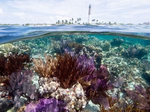 Coral reef with Loggerhead Key Lighthouse in the background. Loggerhead Key, Dry Tortugas National Park, Florida. credit: