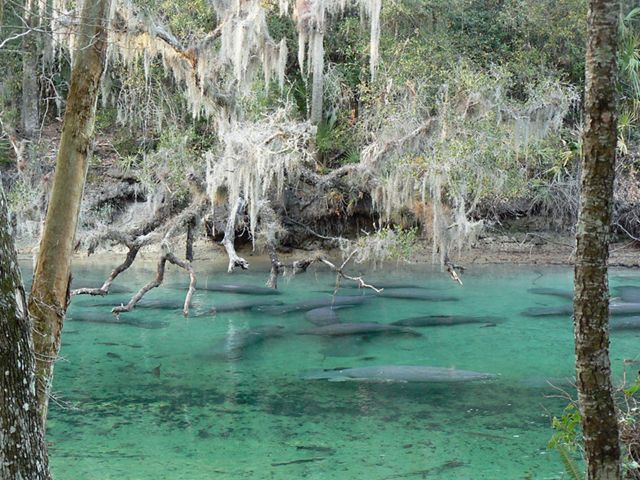 Blue Springs in Florida