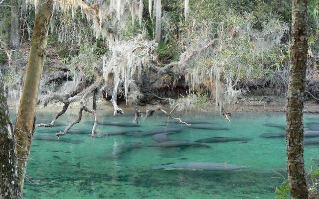 A group of manatees float together in crystal clear river overhung with draping Spanish moss.