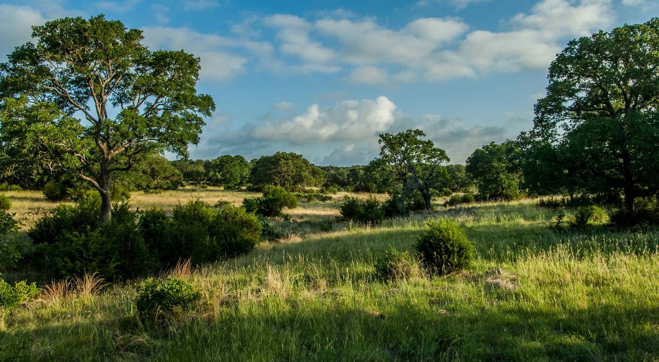 A green grassy field filled with bushes and trees.